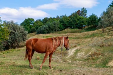 At çayırda otluyor. Metin için kopyalama alanı olan arkaplan