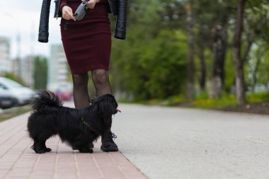 Pekin cinsinin siyah iç dekoratif köpeği. Metin için kopyalama alanı olan arkaplan