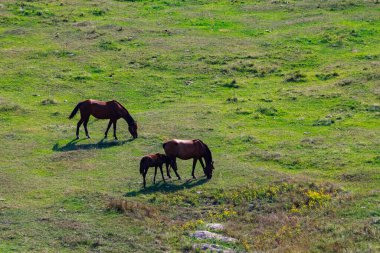 At çayırda otluyor. Metin için kopyalama alanı olan arkaplan