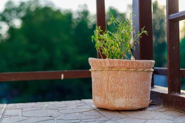 Saksıda çiçekler. İyi bir şehir çevresi için bahçe ve peyzaj tasarımı. Seçici odak arkaplanı ve metin veya harf için kopyalama alanı