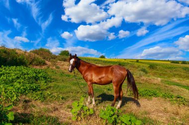 At çayırda otluyor. Metin için kopyalama alanı olan arkaplan