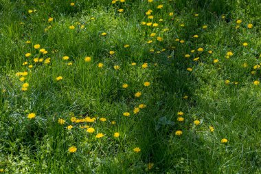 İyi bir şehir çevresi için bahçe ve peyzaj tasarımı. Seçici odak arkaplanı ve metin veya harf için kopyalama alanı
