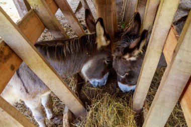Eşekler ağılda ya da kuşhanede yemek yer. Metin veya yazıtlar için kopyalama alanı olan bir arkaplan. Seçici odak