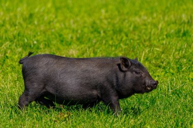 Çayırdaki köyde yaban domuzları. Metin veya yazıtlar için kopyalama alanı olan bir arkaplan. Seçici odak