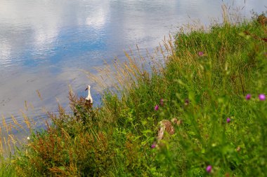 Leylek nehirde avlanıyor. Metin için kopyalama alanı olan arkaplan