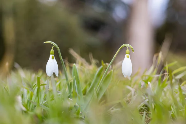 First Spring Flowers Delicate Snowdrops Soft Light Selective Focus Background — Stock Photo, Image