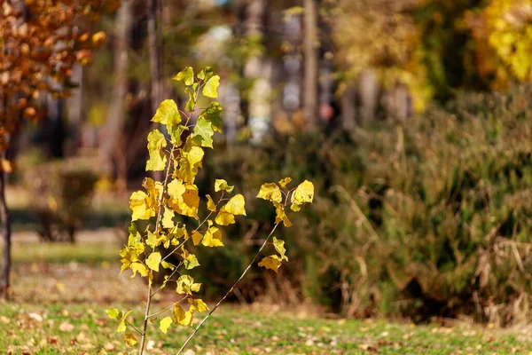 金色的秋天 公园里有美丽的树木 具有文本或文字复制空间的自然背景 — 图库照片
