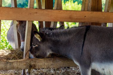 Eşekler ağılda ya da kuşhanede yemek yer. Metin veya yazıtlar için kopyalama alanı olan bir arkaplan. Seçici odak