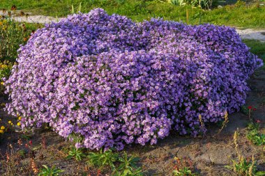 Şehrin kentsel ortamında çok güzel bir çiçek tarhı. Manzara tasarımında çiçekler ve yeşillik. Metin veya yazıtlar için kopyalama alanı olan arkaplan.