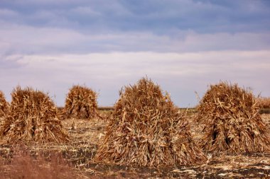 Tarımsal bir tarlada mısır demetleri. Sığırlar için yem üssü. Kış için saman yapıyorum. Metin veya yazıtlar için kopyalama alanı olan arkaplan.