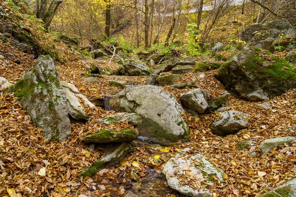 Velmi Krásná Divoká Zvěř Kameny Podzimním Lese Pozadí Kopírovacím Prostorem — Stock fotografie