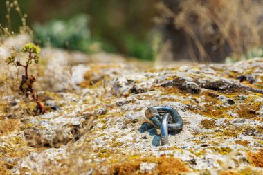 Doğu Avrupa 'nın vahşi kayalık ve dağlık doğası. Metin için kopya alanı olan peyzaj arkaplanı. Seçici odaklanma, uyumlu. Karabina taşı.