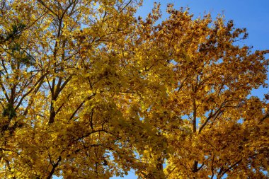 Altın sonbahar döneminde güzel bir sonbahar doğası. Seçici odak arkaplanı ve metin veya harf için kopyalama alanı
