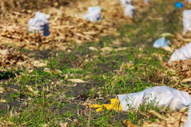 Hasat mevsiminde tarlada bir çuval mısır koçanı, seçici bir odak noktası. Metin için kopyalama alanı olan arkaplan.