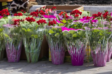 Sokak çiçeği ticareti. İllüstrasyon başyazısı. 7 Mart 2021 Balti Moldova. Metin için kopyalama alanı olan arkaplan.