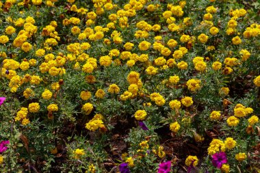 Şehrin kentsel ortamında çok güzel bir çiçek tarhı. Manzara tasarımında çiçekler ve yeşillik. Metin veya yazıtlar için kopyalama alanı olan arkaplan.