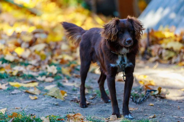 Zincirdeki Dikkatli Köpek Köy Evini Koruyor Seçici Bir Odak Noktası — Stok fotoğraf