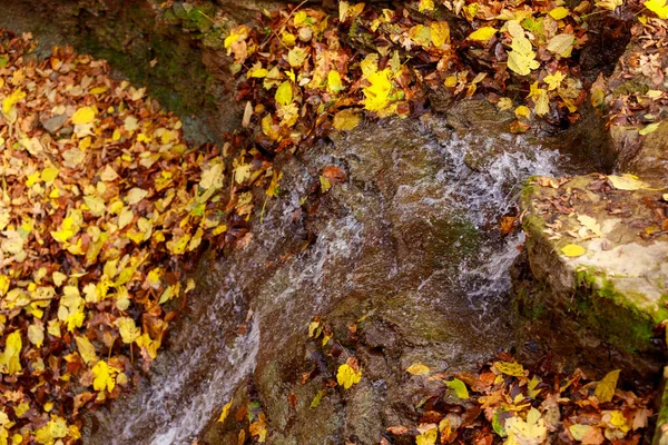 Горный Поток Источник Воды Дикой Природе Ущелье Каньон Осеннем Лесу — стоковое фото