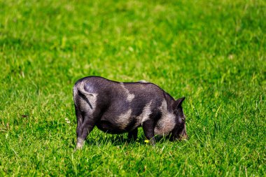 Çayırdaki köyde yaban domuzları. Metin veya yazıtlar için kopyalama alanı olan bir arkaplan. Seçici odak