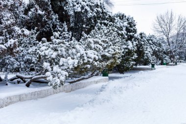 Karda iğneler. Metin veya harf için kopyalama alanı olan kış arkaplanı