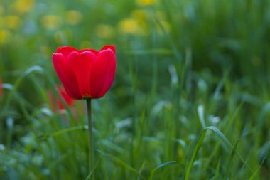 Parktaki laleler. İyi bir şehir çevresi için bahçe ve peyzaj tasarımı. Seçici odak arkaplanı ve metin veya harf için kopyalama alanı