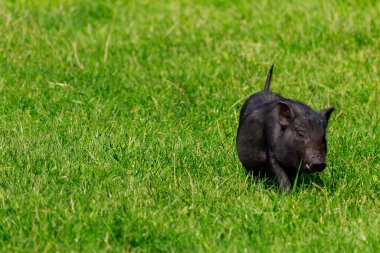 Çayırdaki köyde yaban domuzları. Metin veya yazıtlar için kopyalama alanı olan bir arkaplan. Seçici odak