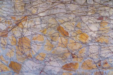 Duvardaki süs bitkisi ya da vahşi dekoratif taştan yapılmış çit. Metin veya harf için kopyalama alanı olan bir arkaplan. Bir tasarımcı için tasarım şablonu veya grafik kaynağı. Alt katman, geri