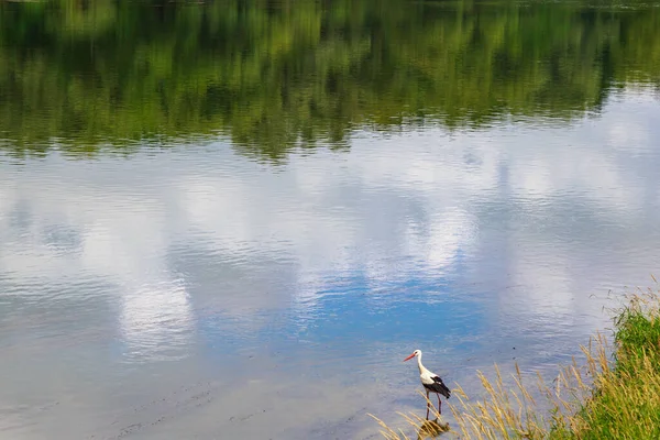 鹤在河边捕猎 带有文本复制空间的背景 — 图库照片