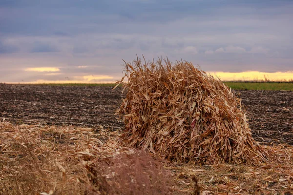 Tarımsal bir tarlada mısır demetleri. Sığırlar için yem üssü. Kış için saman yapıyorum. Metin veya yazıtlar için kopyalama alanı olan arkaplan.