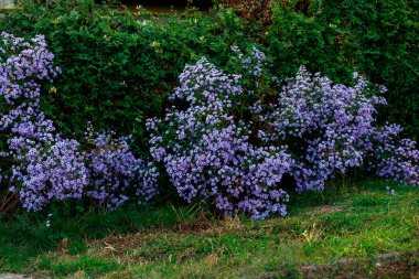 Şehrin kentsel ortamında çok güzel bir çiçek tarhı. Manzara tasarımında çiçekler ve yeşillik. Metin veya yazıtlar için kopyalama alanı olan arkaplan.