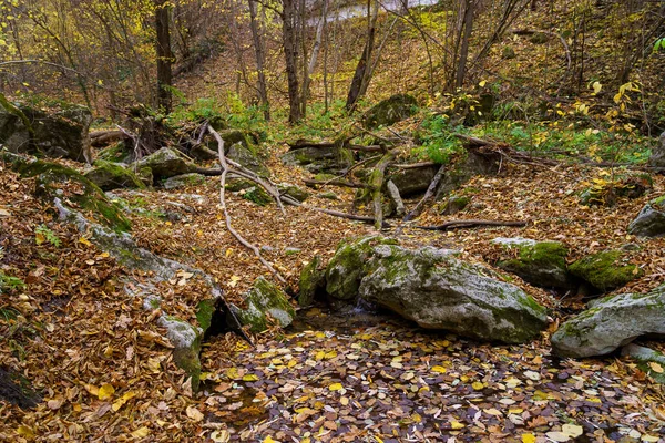 Vida Selvagem Muito Bonita Com Pedras Floresta Outono Fundo Com — Fotografia de Stock