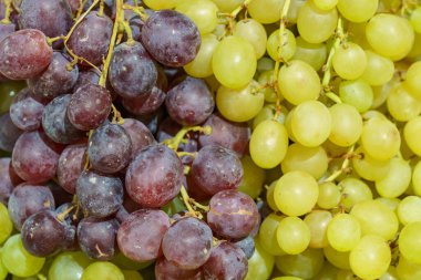İki çeşit üzüm. Metin veya yazıtlar için kopyalama alanı olan arkaplan.