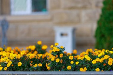 Şehrin kentsel ortamında çok güzel bir çiçek tarhı. Manzara tasarımında çiçekler ve yeşillik. Metin veya yazıtlar için kopyalama alanı olan arkaplan.