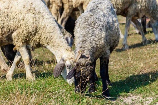 Πρόβατα Στο Βοσκοτόπι Στην Κοιλάδα Ιστορικό Χώρο Αντιγραφής Για Κείμενο — Φωτογραφία Αρχείου