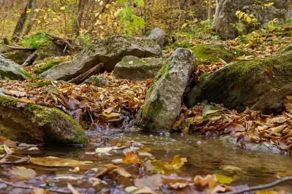 Zeer Mooie Wilde Dieren Met Stenen Het Herfstbos Achtergrond Met — Stockfoto