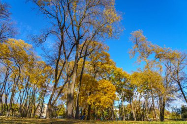 Altın sonbahar döneminde şehir parkı. Metin için kopyalama alanı olan arkaplan. İllüstrasyon başyazısı. 23 Ekim 2021 Balti Moldova.