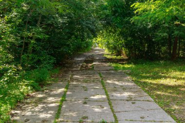 Ormanda beton döşemeler. Gizli bir askeri tesisin imzası ya da sembolü. Tanklar ve ağır ekipmanlar için bir yol. Arkaplan