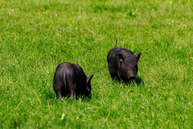 Çayırdaki köyde yaban domuzları. Metin veya yazıtlar için kopyalama alanı olan bir arkaplan. Seçici odak
