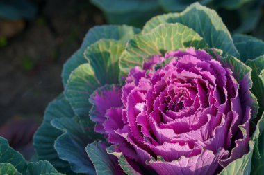 Şehrin kentsel ortamında çok güzel bir çiçek tarhı. Manzara tasarımında çiçekler ve yeşillik. Metin veya yazıtlar için kopyalama alanı olan arkaplan.