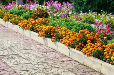 Şehrin kentsel ortamında çok güzel bir çiçek tarhı. Manzara tasarımında çiçekler ve yeşillik. Metin veya yazıtlar için kopyalama alanı olan arkaplan.