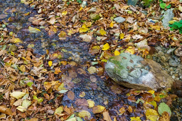 秋天森林里的山溪 带有文本或文字复制空间的背景 — 图库照片