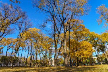 Altın sonbahar döneminde şehir parkı. Metin için kopyalama alanı olan arkaplan. İllüstrasyon başyazısı. 23 Ekim 2021 Balti Moldova.