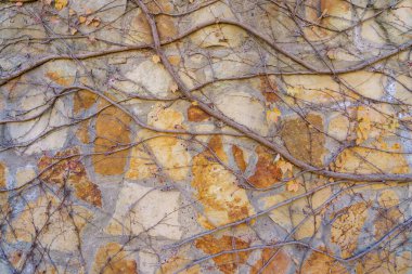 Duvardaki süs bitkisi ya da vahşi dekoratif taştan yapılmış çit. Metin veya harf için kopyalama alanı olan bir arkaplan. Bir tasarımcı için tasarım şablonu veya grafik kaynağı. Alt katman, geri