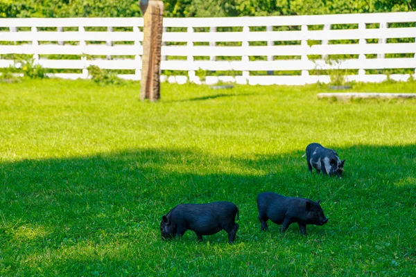 Wildschweine Dorf Auf Der Weide Hintergrund Mit Kopierraum Für Text — Stockfoto