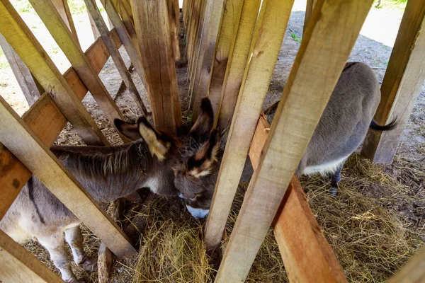 Burros Comem Num Curral Num Aviário Fundo Com Espaço Cópia — Fotografia de Stock