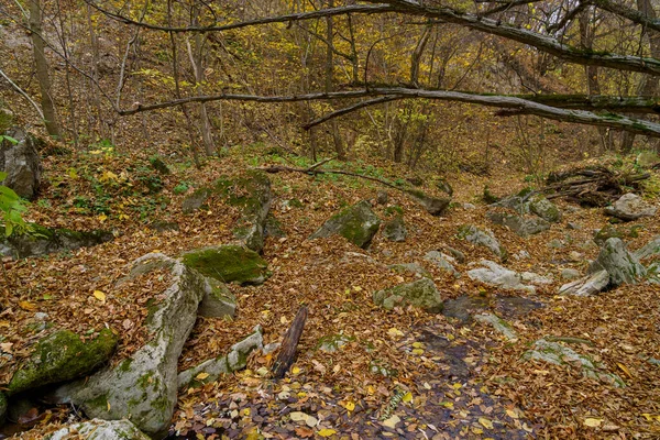 Поток Ущелье Осеннего Леса Дикой Природе Фон Пространством Копирования Текста — стоковое фото
