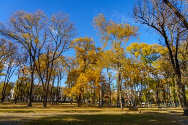 Altın sonbahar döneminde şehir parkı. Metin için kopyalama alanı olan arkaplan. İllüstrasyon başyazısı. 23 Ekim 2021 Balti Moldova.