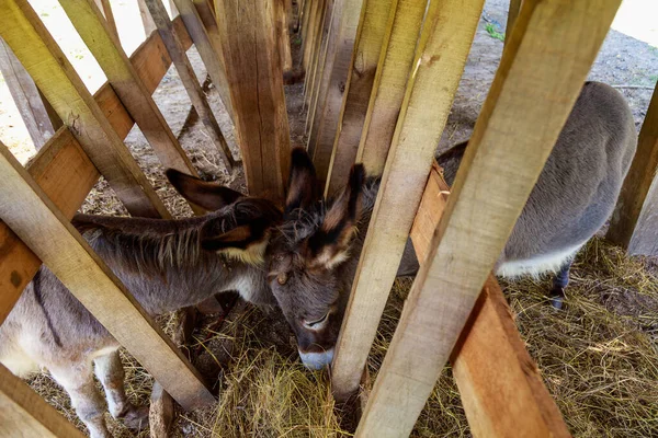 Les Ânes Mangent Dans Corral Dans Une Volière Arrière Plan — Photo