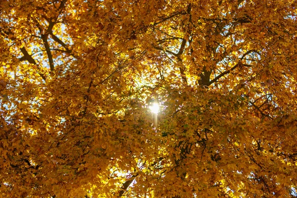 Beautiful Autumn Nature Period Golden Autumn Selective Focus Background Copy — Stock Photo, Image