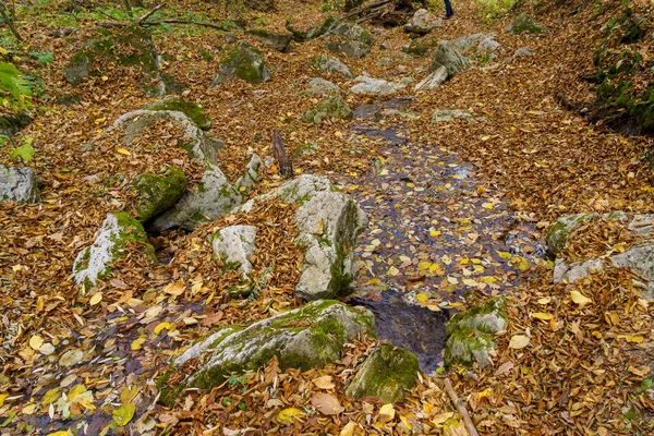Cours Eau Dans Gorge Forêt Automne Dans Nature Arrière Plan — Photo